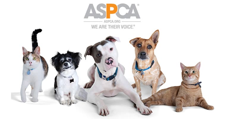 residential scent diffusers